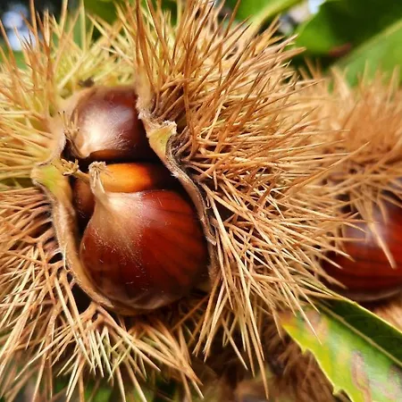 بيت للعطل Apimonte O Cantinho Da Maria - Pn Montesinho براغانسا