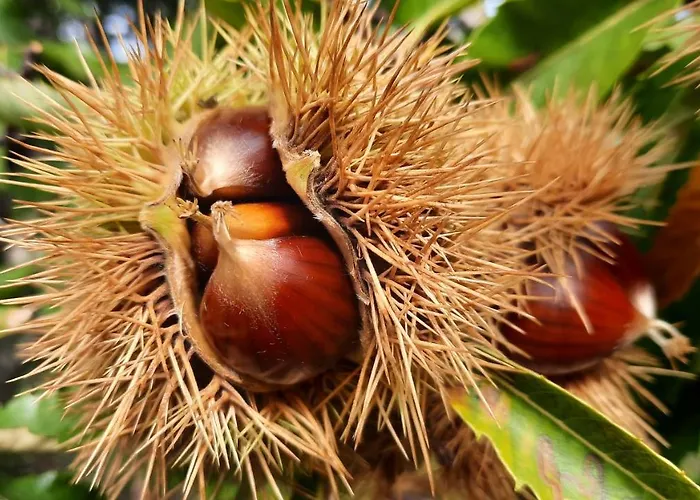 Casa vacanze Apimonte O Cantinho Da Maria - Pn Montesinho Bragança